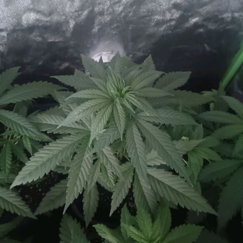 Jamaican Dream by Gólaga growlog timeline photo