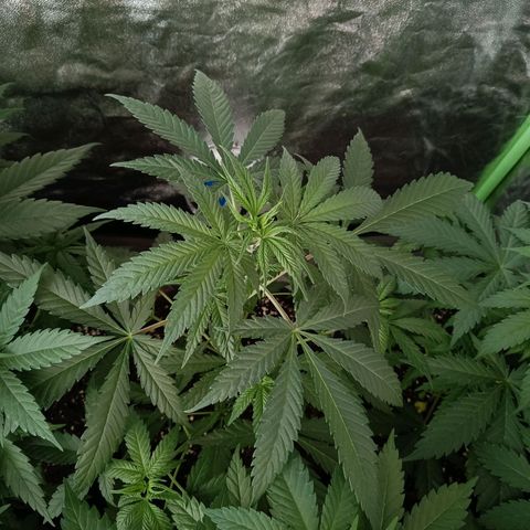 Jamaican Dream by Gólaga growlog timeline photo
