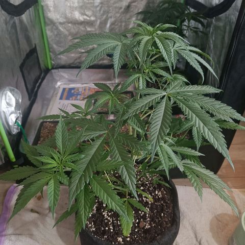 Jamaican Dream by Gólaga growlog timeline photo