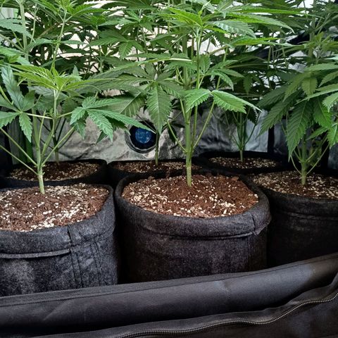 Jamaican Dream by Gólaga growlog photo: Soft Lollipopping