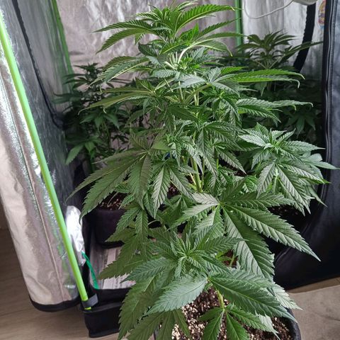 Jamaican Dream by Gólaga growlog timeline photo