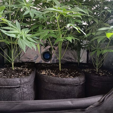 Jamaican Dream by Gólaga growlog timeline photo