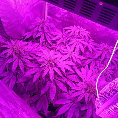 Jamaican Dream by Gólaga growlog timeline photo