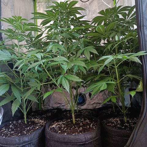 Jamaican Dream by Gólaga growlog timeline photo