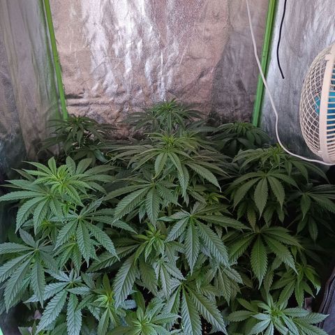 Jamaican Dream by Gólaga growlog timeline photo