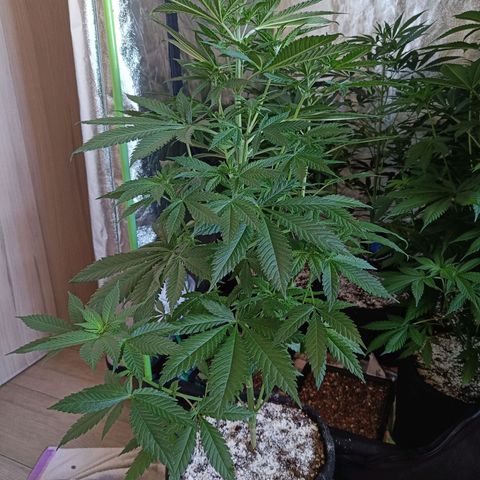 Jamaican Dream by Gólaga growlog timeline photo