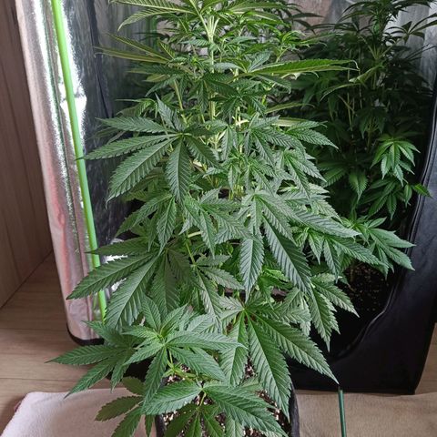 Jamaican Dream by Gólaga growlog timeline photo