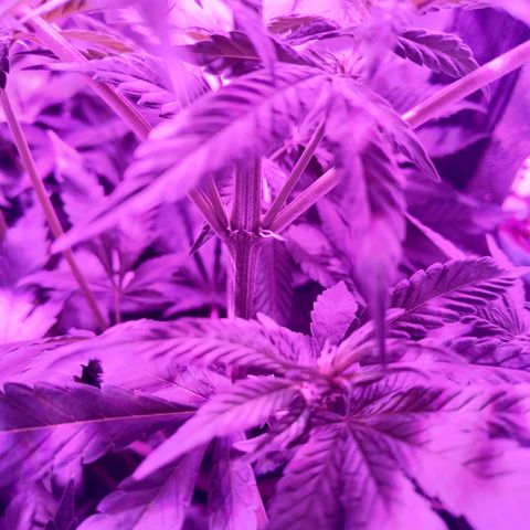 Jamaican Dream by Gólaga growlog timeline photo