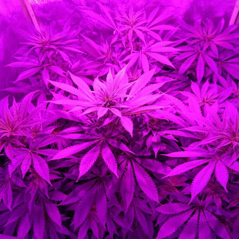 Jamaican Dream by Gólaga growlog timeline photo