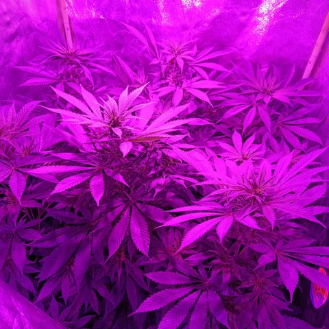 Jamaican Dream by Gólaga growlog timeline photo