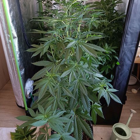 Jamaican Dream by Gólaga growlog timeline photo