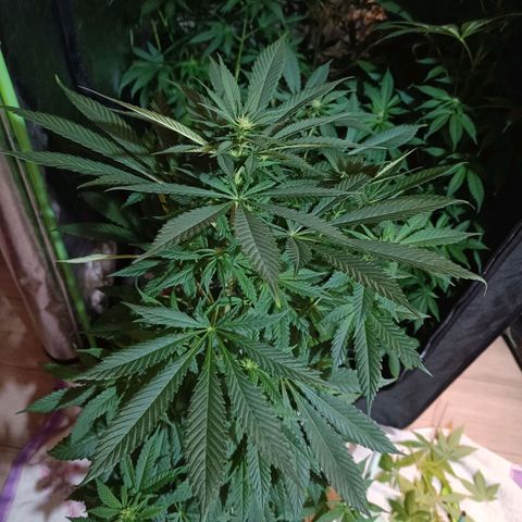 Jamaican Dream by Gólaga growlog timeline photo