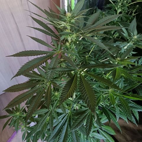Jamaican Dream by Gólaga growlog timeline photo