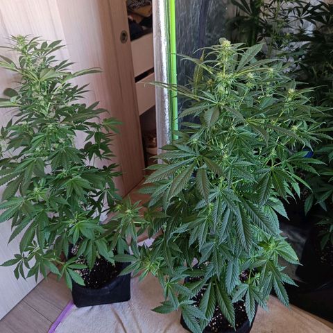 Jamaican Dream by Gólaga growlog timeline photo