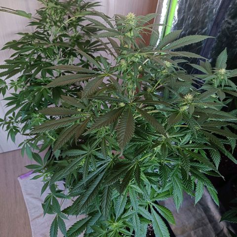 Jamaican Dream by Gólaga growlog timeline photo