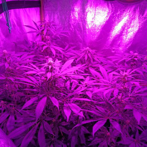 Jamaican Dream by Gólaga growlog timeline photo