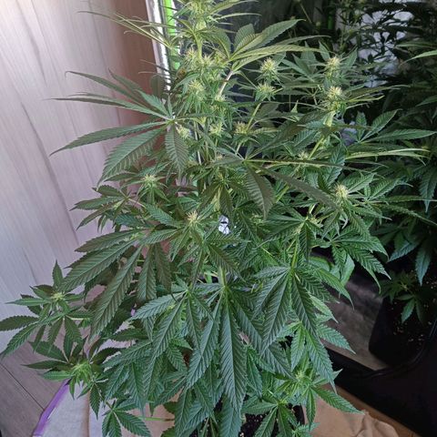 Jamaican Dream by Gólaga growlog timeline photo