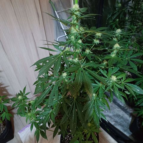 Jamaican Dream by Gólaga growlog timeline photo