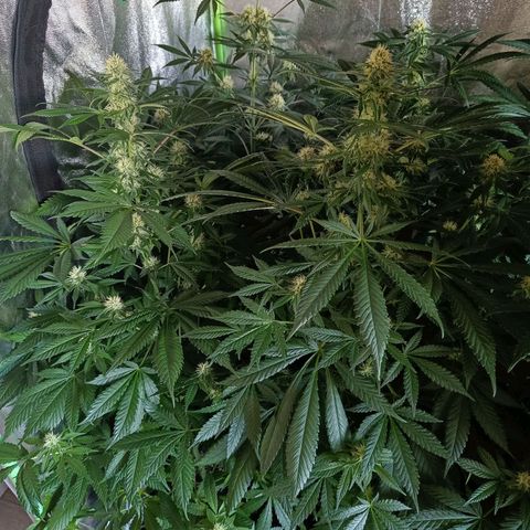 Jamaican Dream by Gólaga growlog timeline photo