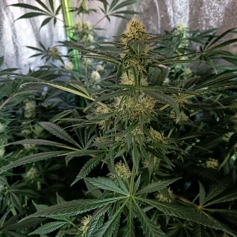 Jamaican Dream by Gólaga growlog timeline photo