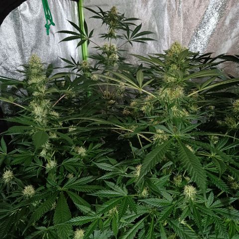Jamaican Dream by Gólaga growlog timeline photo