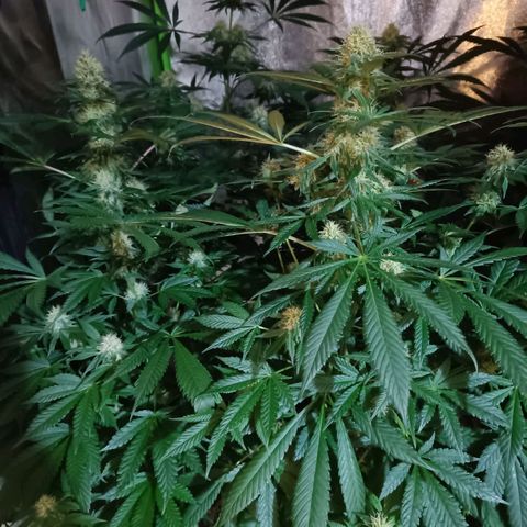 Jamaican Dream by Gólaga growlog timeline photo