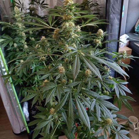 Jamaican Dream by Gólaga growlog timeline photo