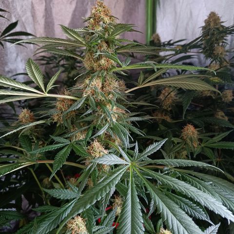 Jamaican Dream by Gólaga growlog timeline photo