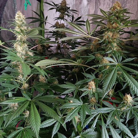Jamaican Dream by Gólaga growlog timeline photo
