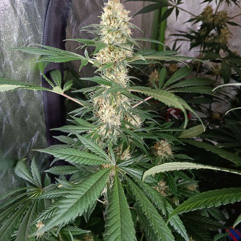 Jamaican Dream by Gólaga growlog timeline photo