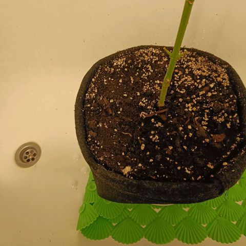 Jamaican Dream by Gólaga growlog timeline photo