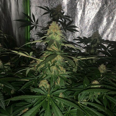 Jamaican Dream by Gólaga growlog timeline photo