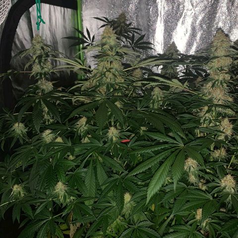 Jamaican Dream by Gólaga growlog timeline photo