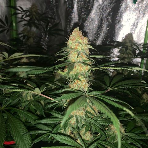 Jamaican Dream by Gólaga growlog timeline photo