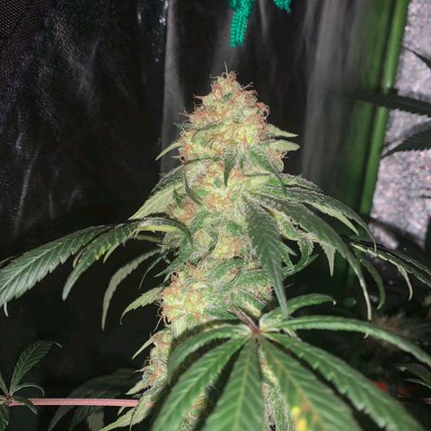 Jamaican Dream by Gólaga growlog timeline photo