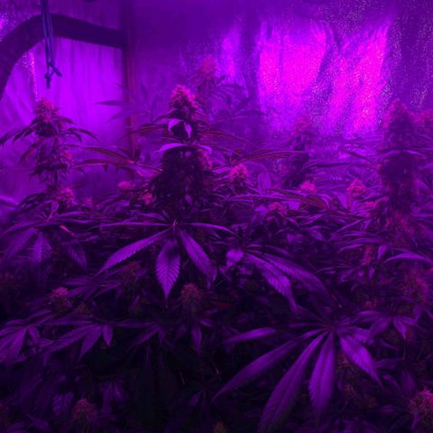 Jamaican Dream by Gólaga growlog timeline photo