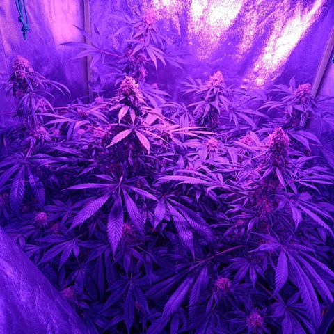 Jamaican Dream by Gólaga growlog timeline photo
