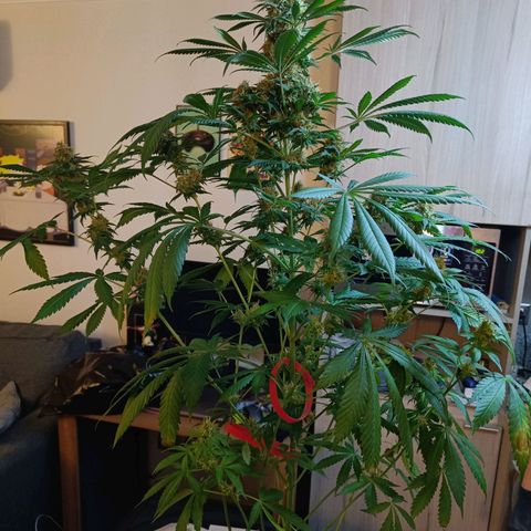 Jamaican Dream by Gólaga growlog timeline photo