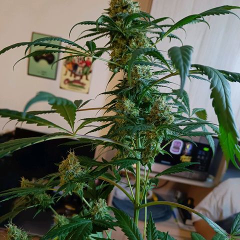 Jamaican Dream by Gólaga growlog timeline photo