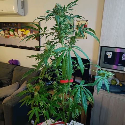 Jamaican Dream by Gólaga growlog timeline photo