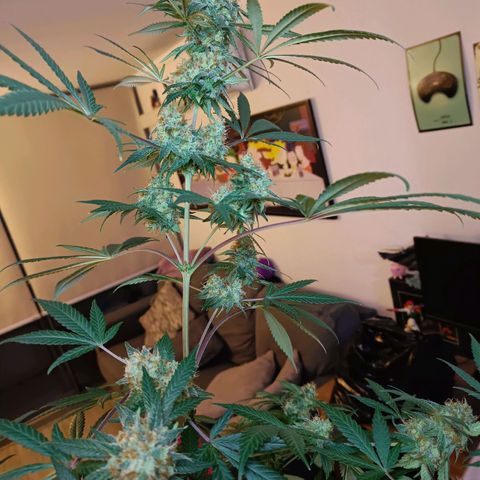 Jamaican Dream by Gólaga growlog timeline photo