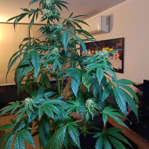 Jamaican Dream by Gólaga growlog timeline photo