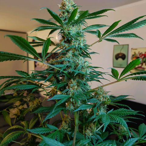 Jamaican Dream by Gólaga growlog timeline photo