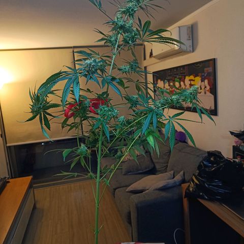 Jamaican Dream by Gólaga growlog timeline photo