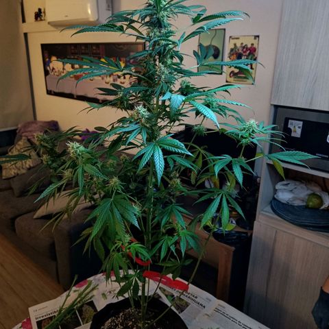 Jamaican Dream by Gólaga growlog timeline photo