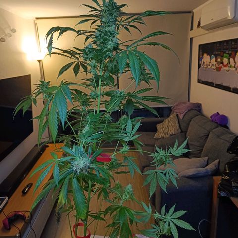 Jamaican Dream by Gólaga growlog timeline photo