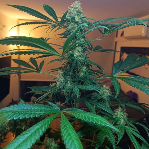 Jamaican Dream by Gólaga growlog timeline photo