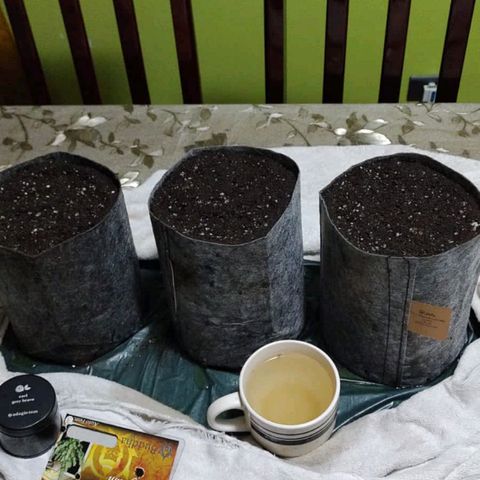 Magnum Sandita growlog timeline photo