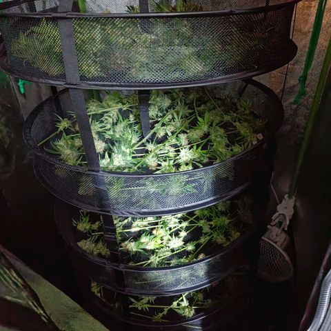 Jamaican Dream by Gólaga growlog timeline photo