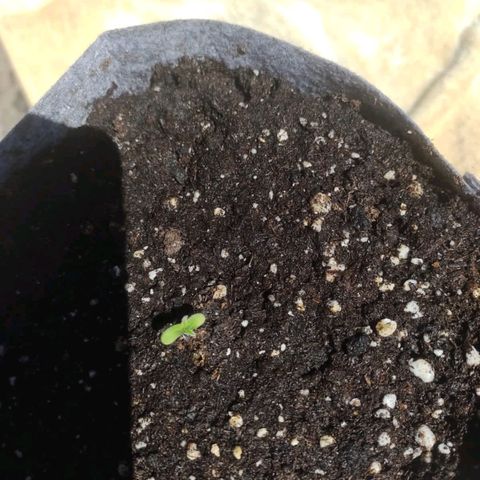 Magnum Sandita growlog timeline photo